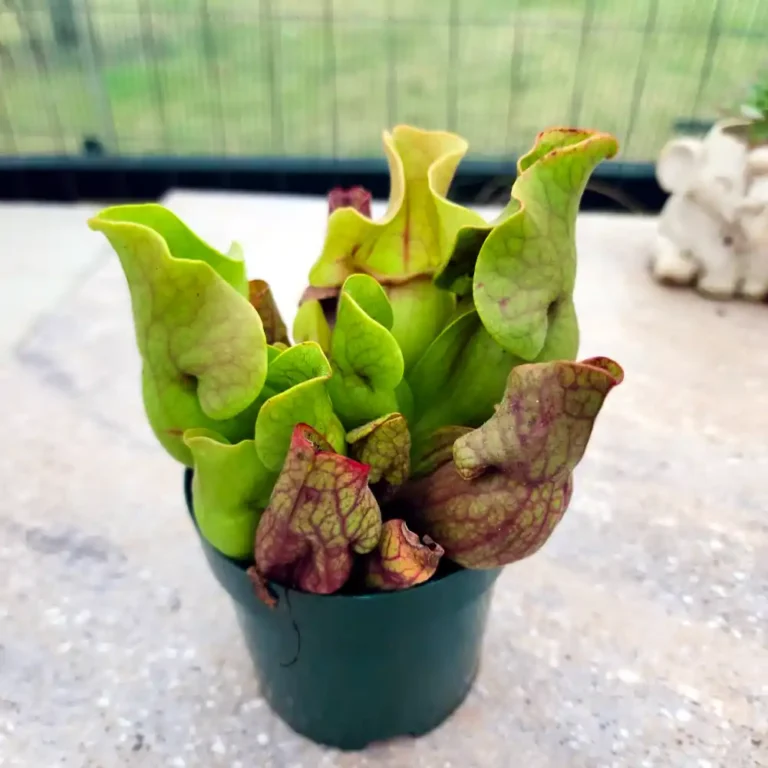 Sarracenia Purpurea