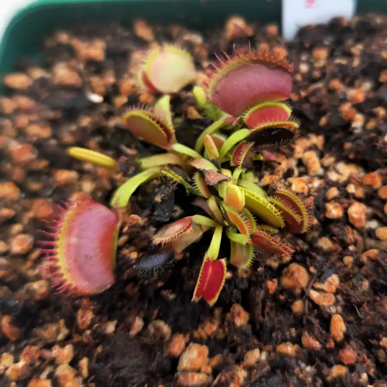 Venus Fly Trap - Schup Destruction
