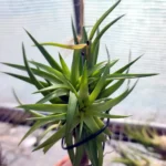 Tillandsia Neglecta Giant