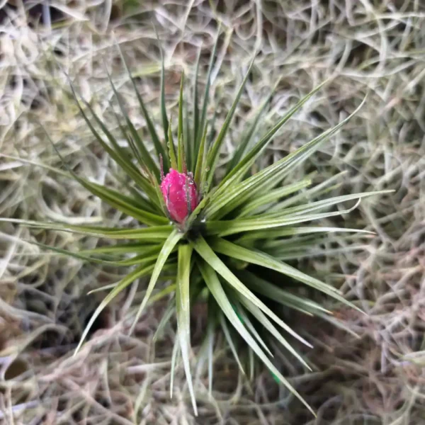 Tillandsia Aeranthos