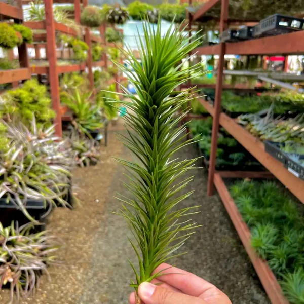 Aeranthos Hybrid Branch Form