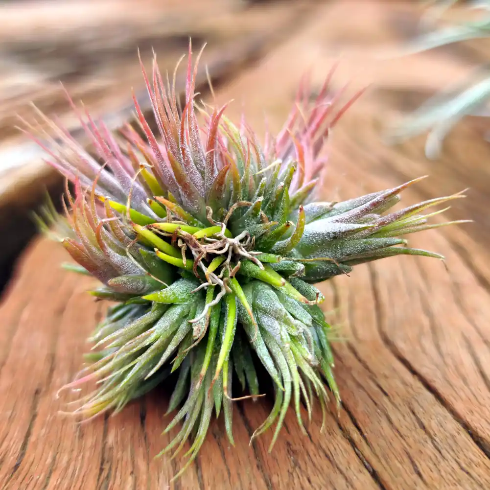 Ionantha Peanut