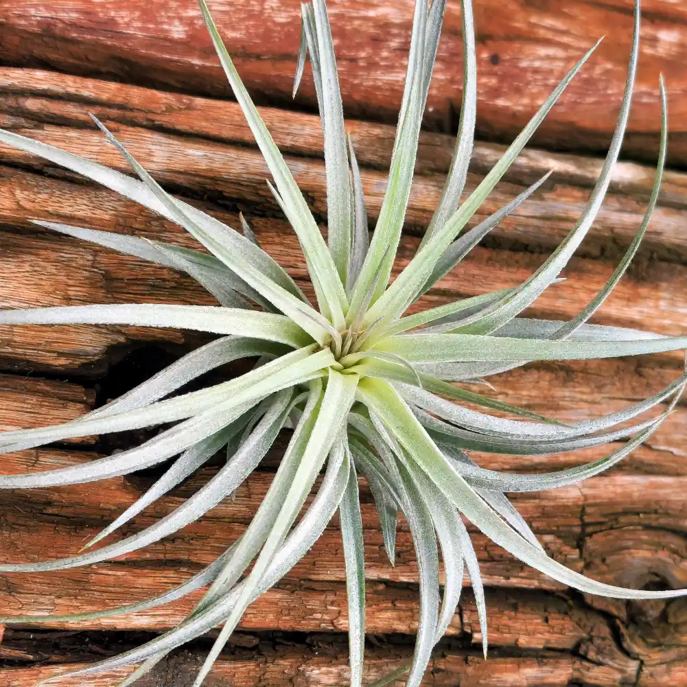 Stricta Soft White