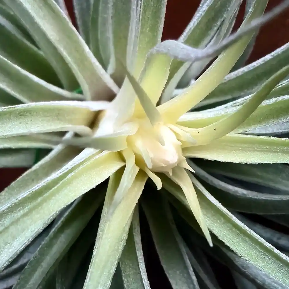 Stricta Soft White