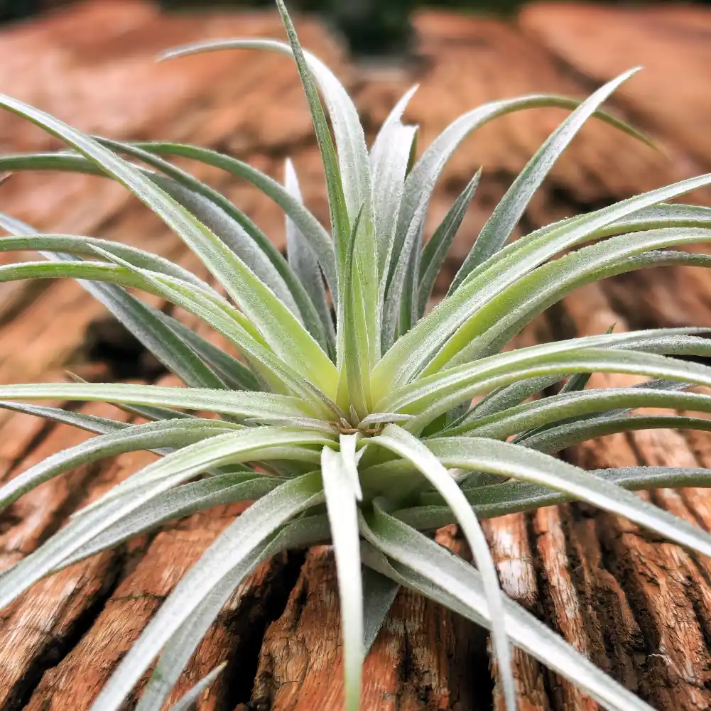 Stricta Soft White