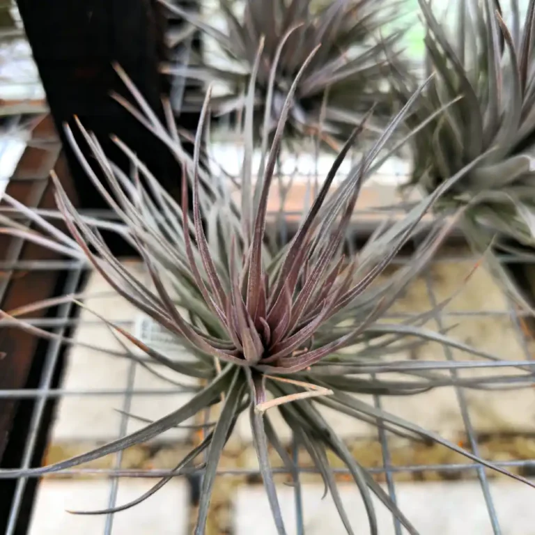 Stricta Strawberry Ice