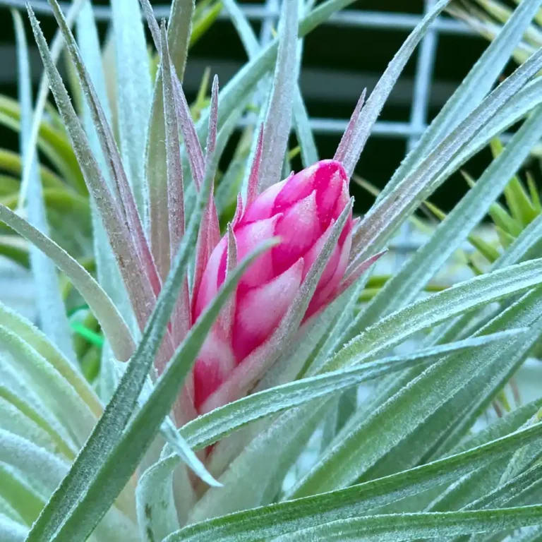Tillandsia Stricta Soft White