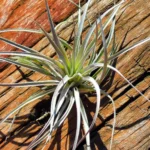 Tillandsia Stricta soft purple