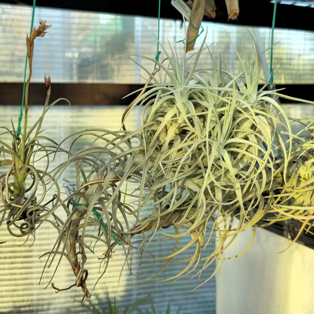 Tillandsia Sweet Isabel