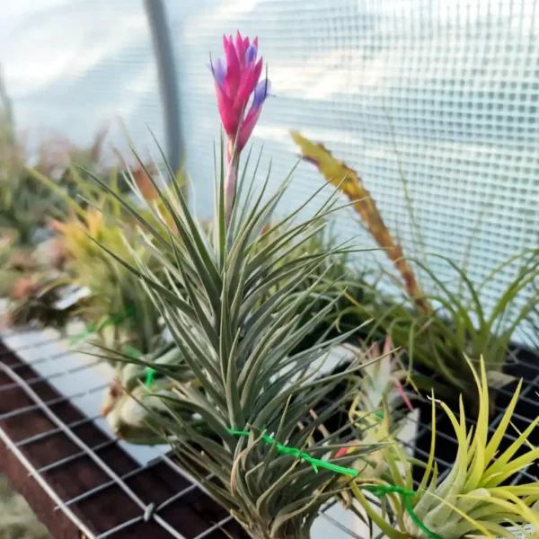 Aeranthos Hybrid Branch Form