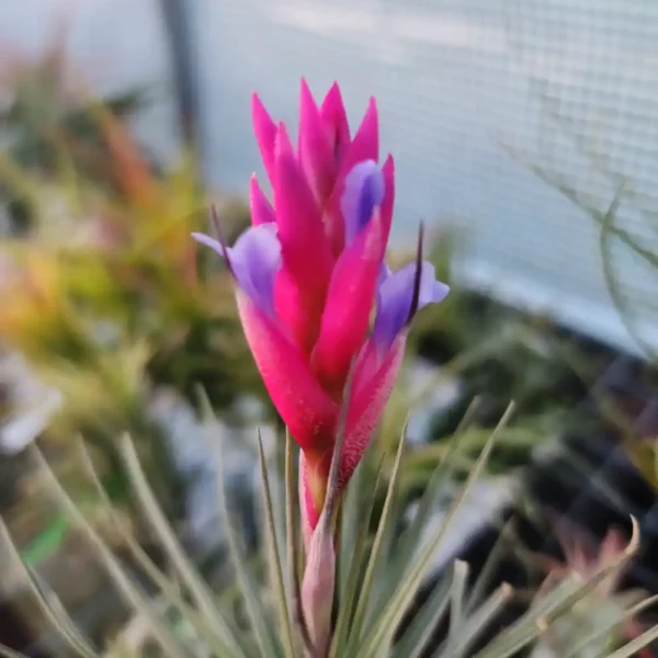 Aeranthos Hybrid Branch Form