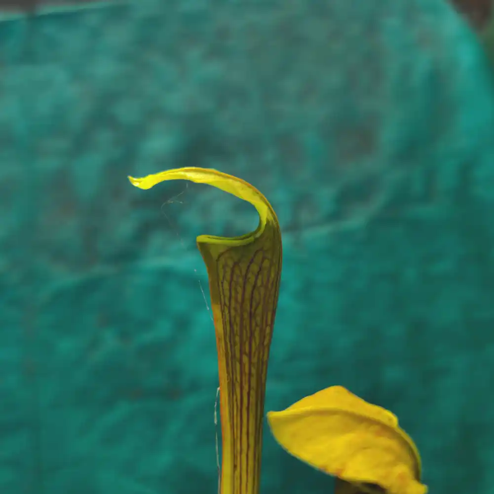 Sarracenia Andile