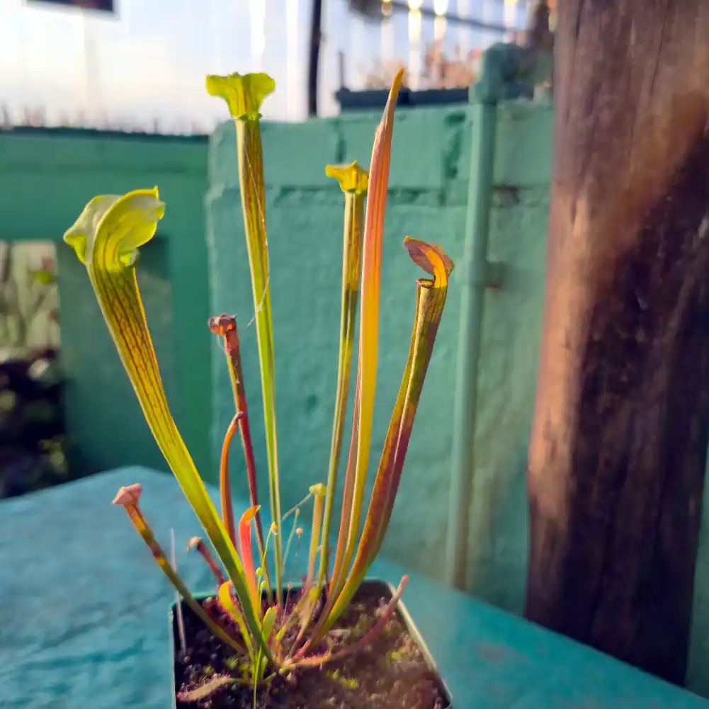 Sarracenia Andile