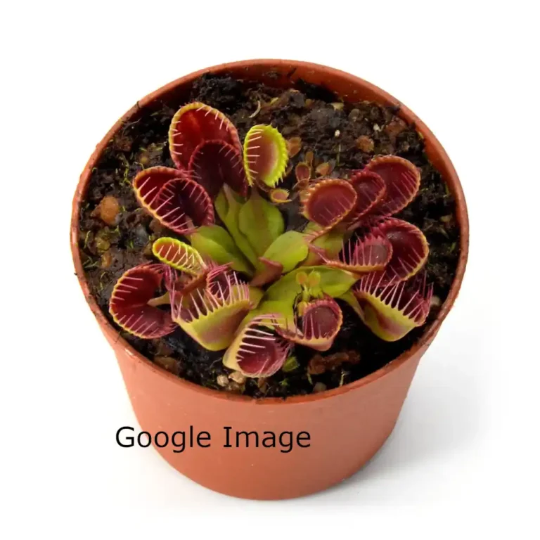 Venus Fly Trap Cup Trap