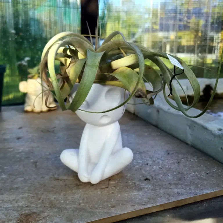 Cute Air Plant Holder