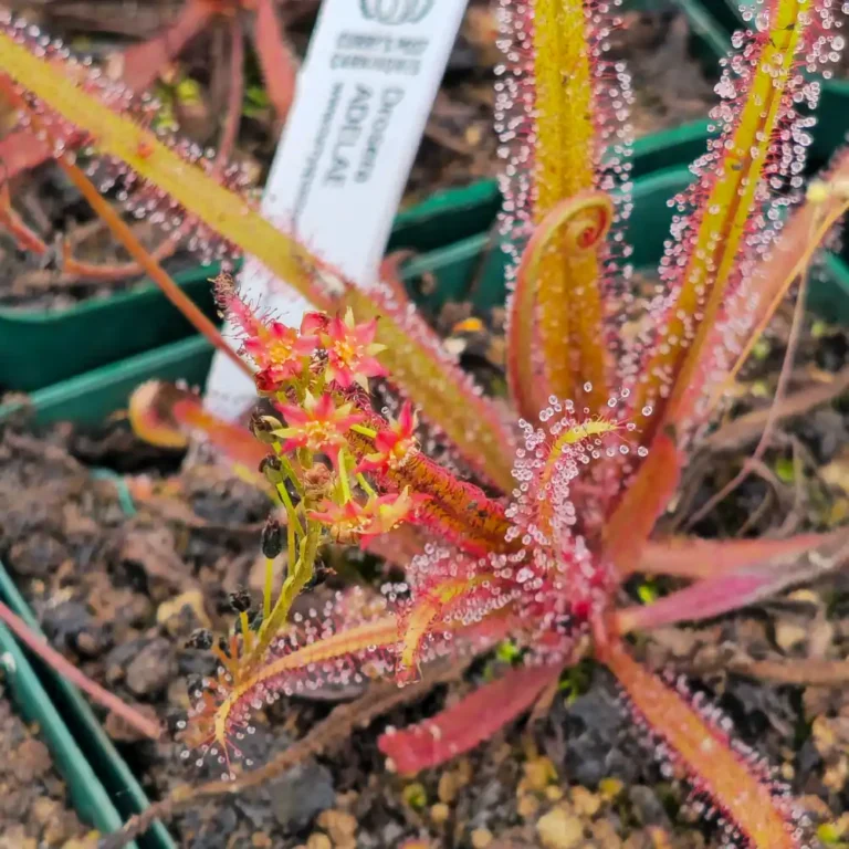 Drosera Adelae