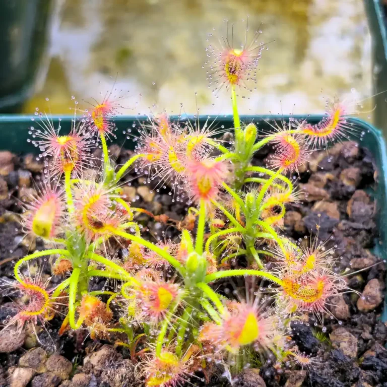 Drosera Scorpiodes