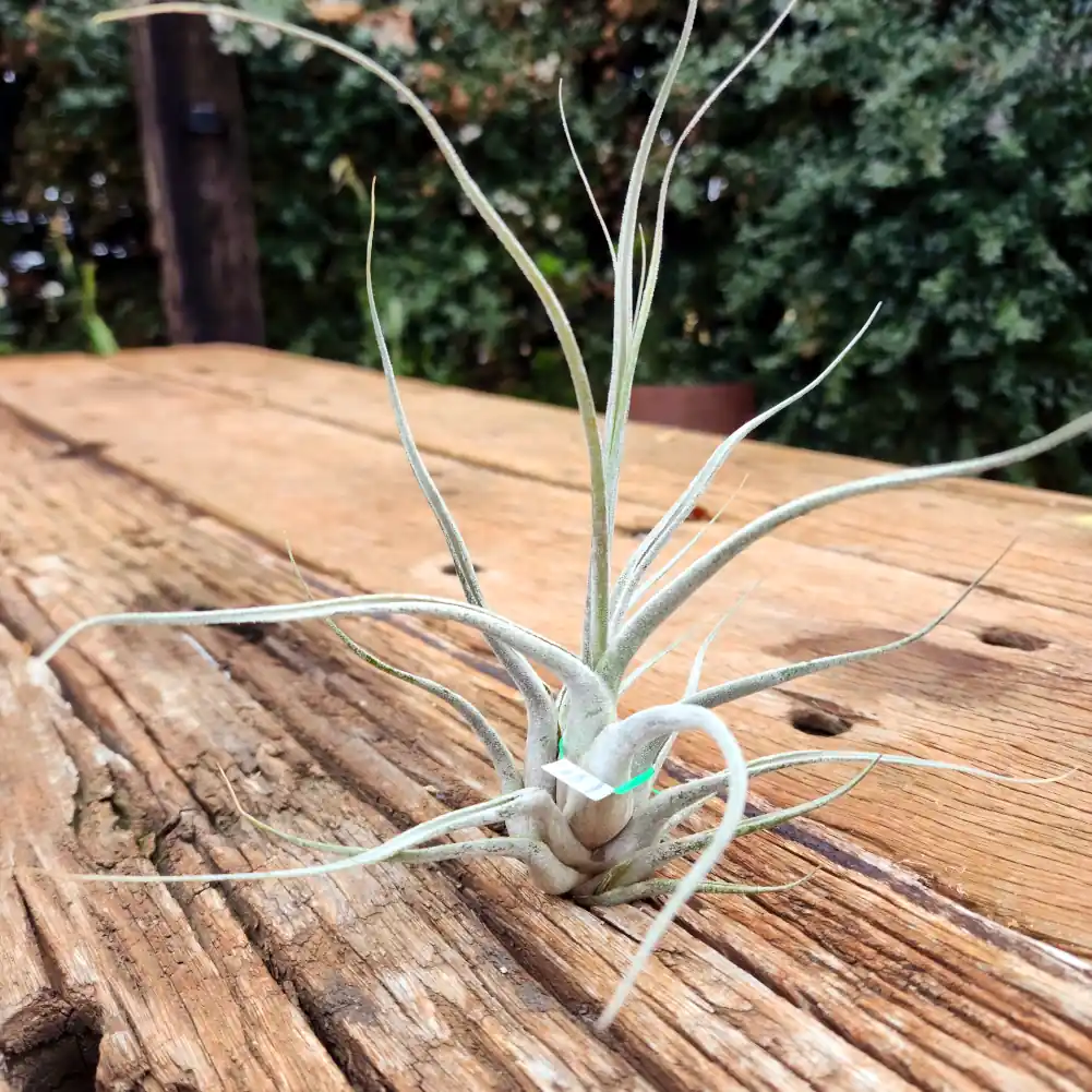 Tillandsia Ehlersiana