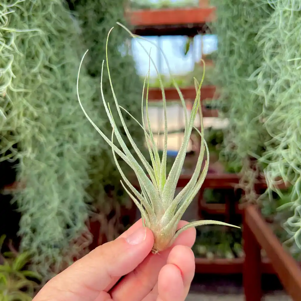 Tillandsia Ehlersiana