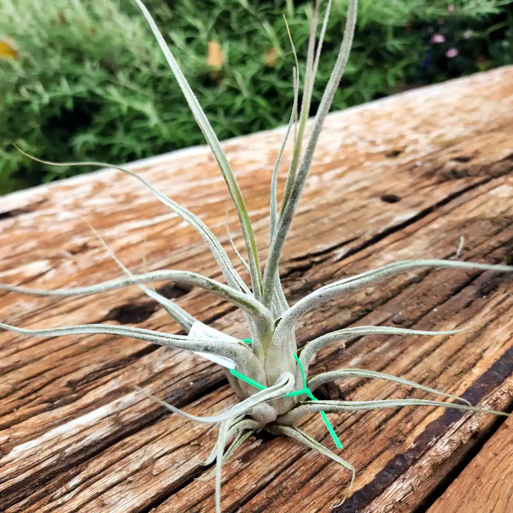 Tillandsia Ehlersiana