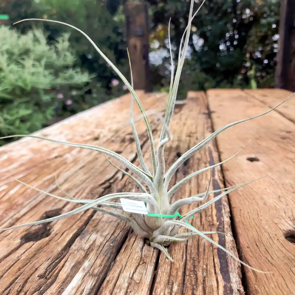Tillandsia Ehlersiana