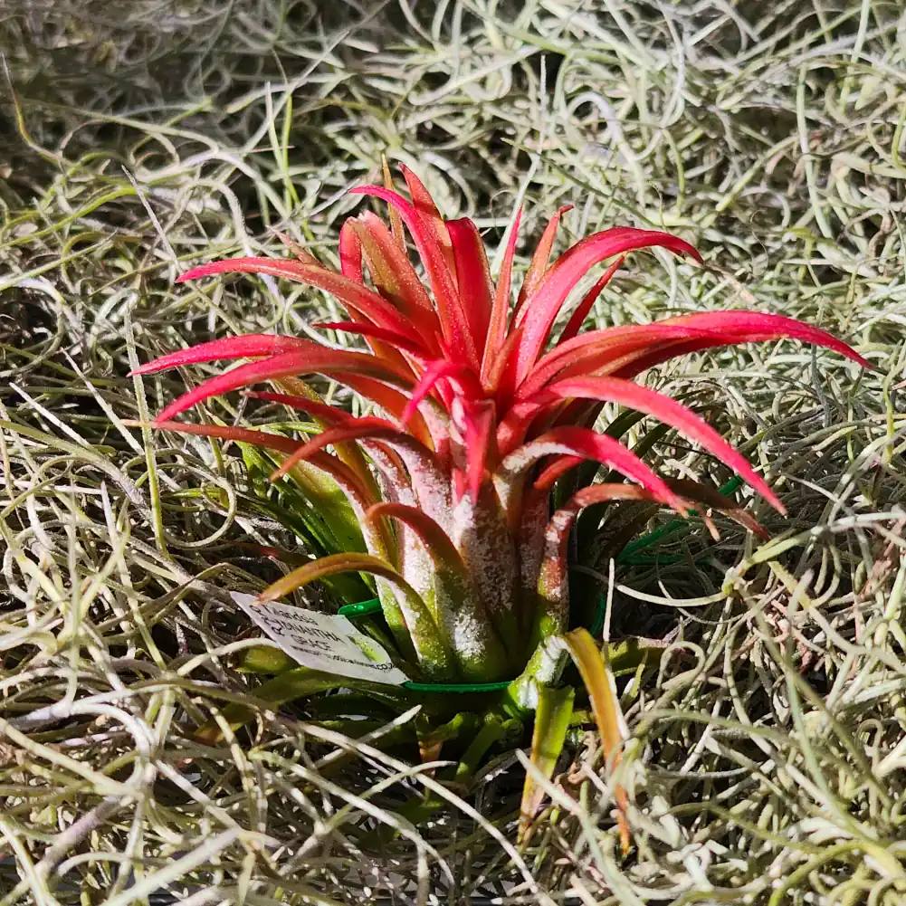 Ionantha Grace