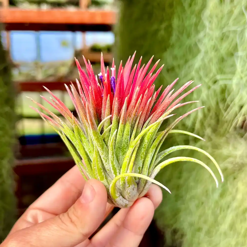Ionantha Grace