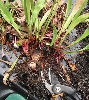 Splitting Sarracenia
