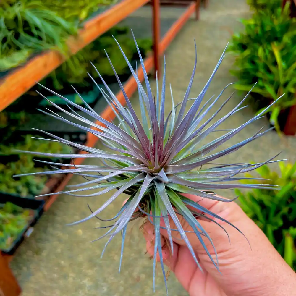 Tillandsia Stricta Iridescent