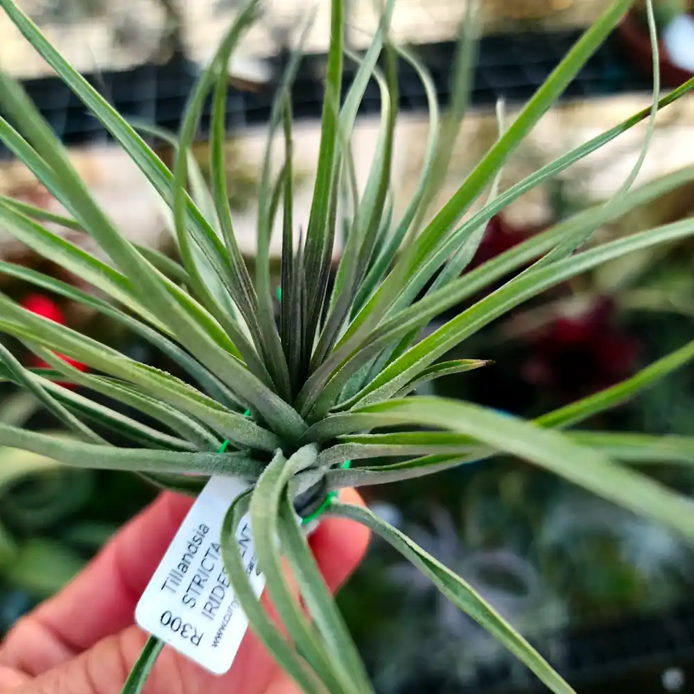 Tillandsia Stricta Irridescent
