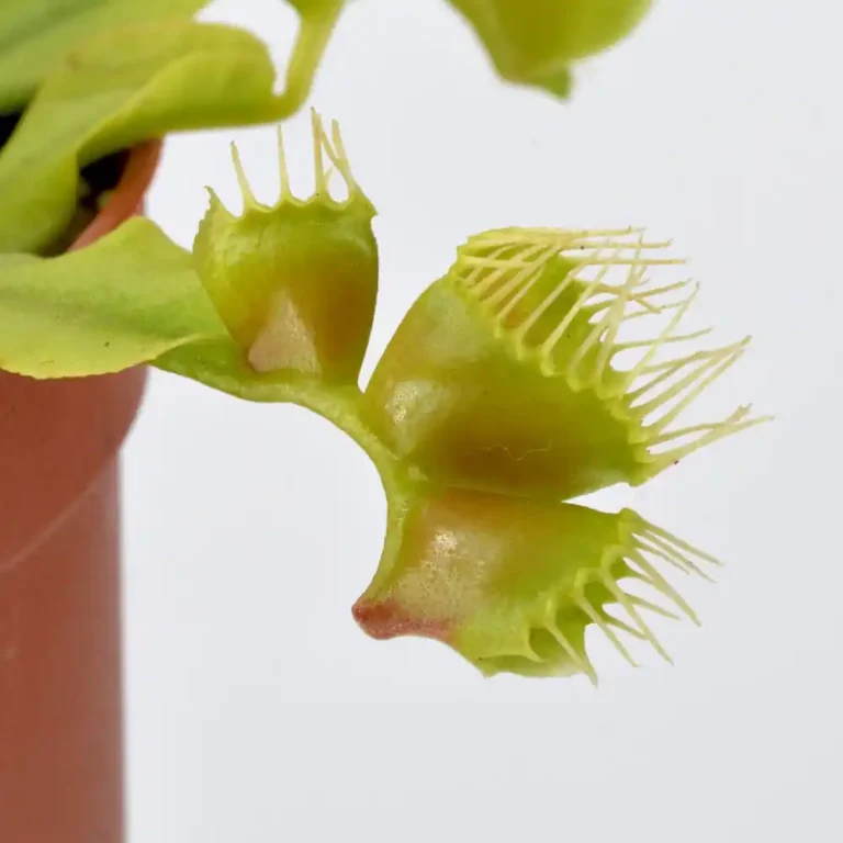 Venus Fly Trap DT4
