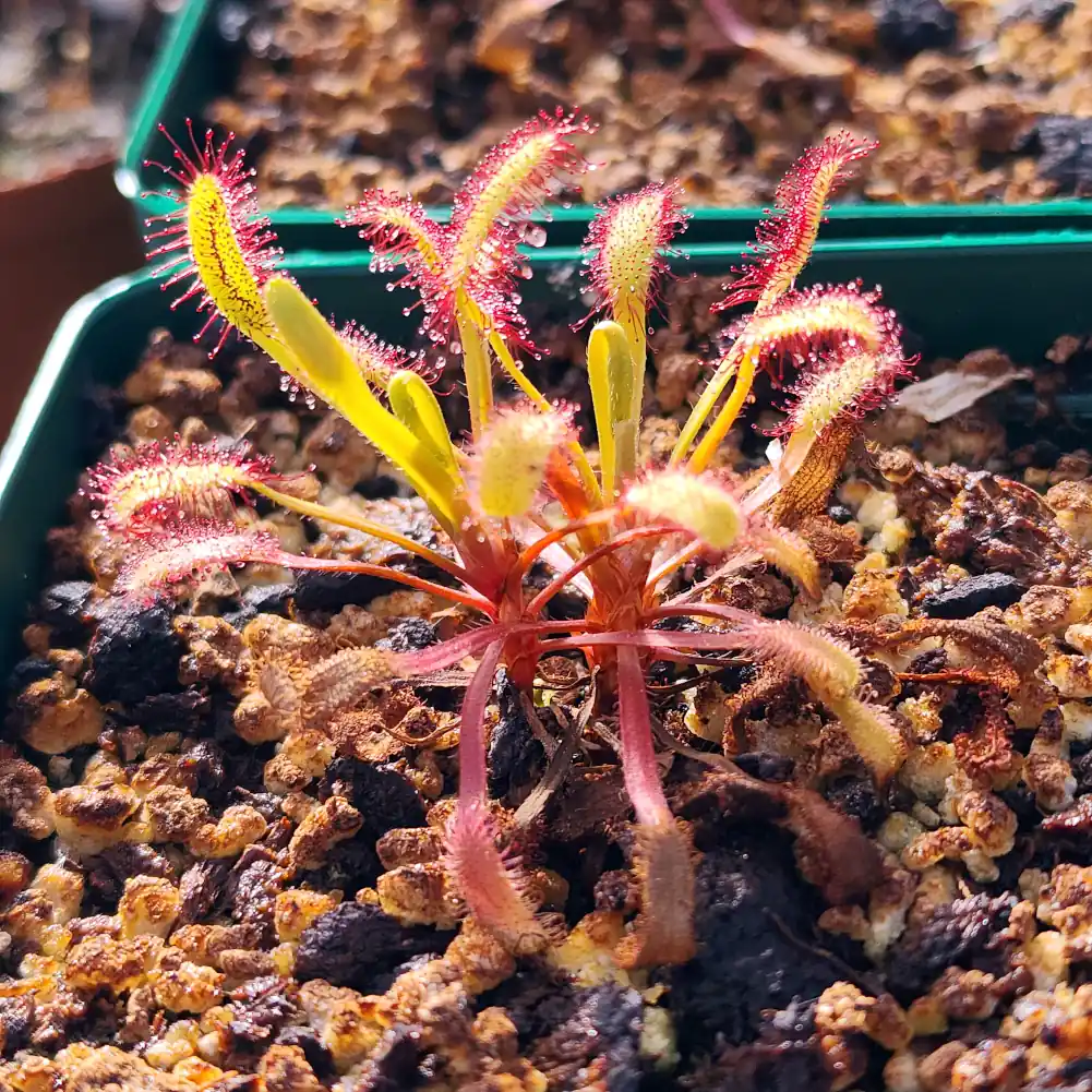 Drosera Capensis Bainskloof