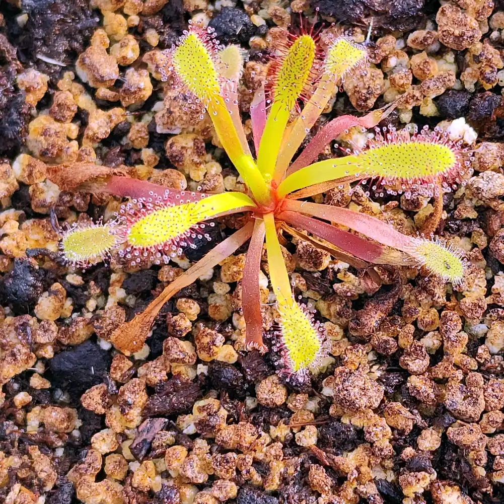 Drosera Capensis Bainskloof