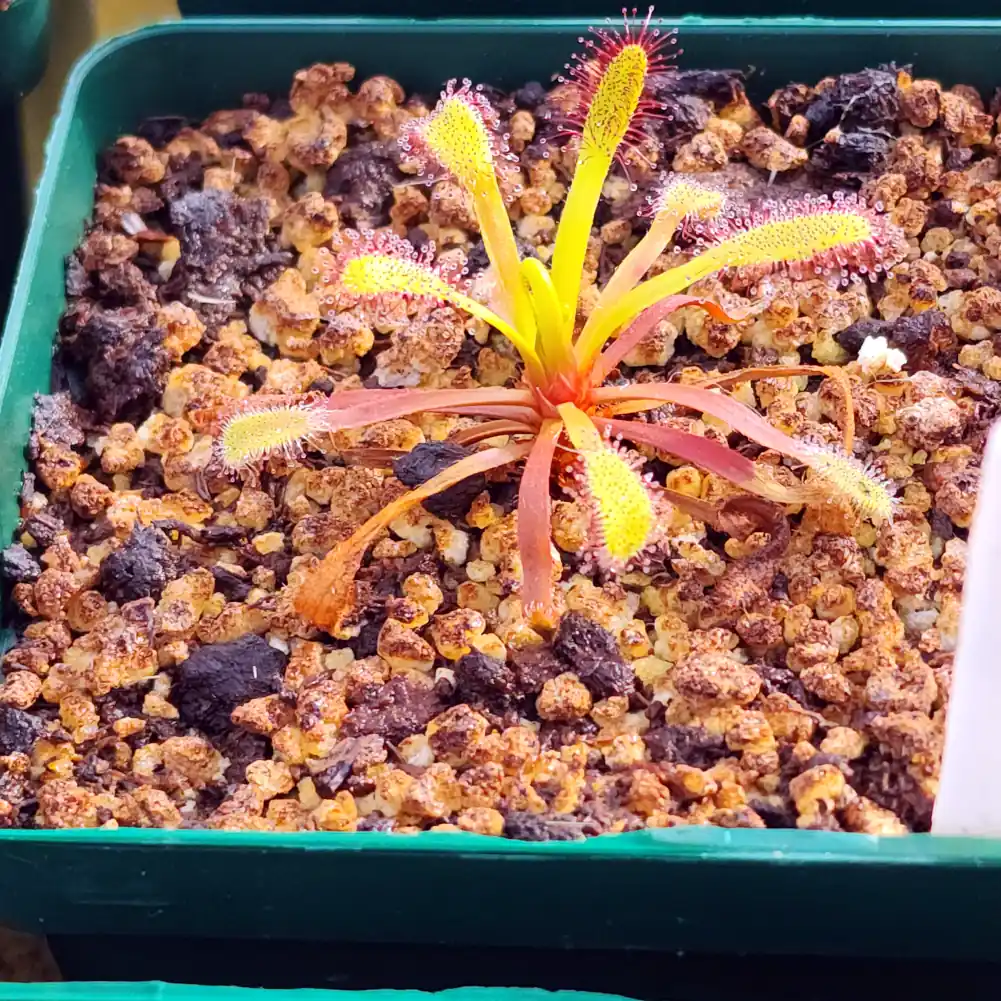 Drosera Capensis - Bainskloof - Image 4