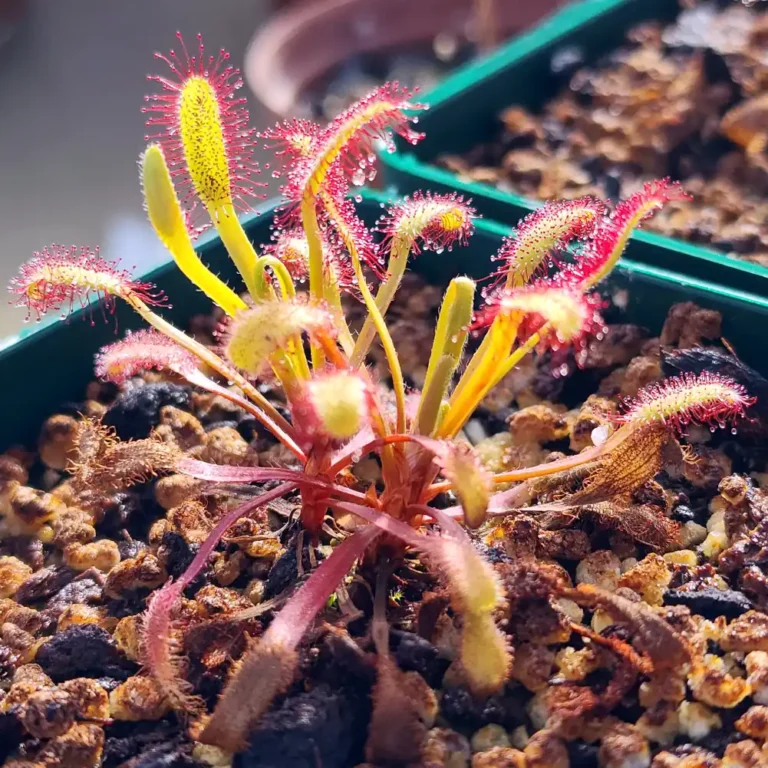 Drosera Capensis Bainskloof