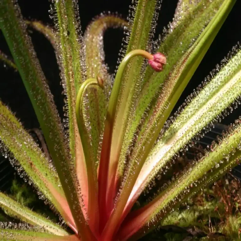 Drosera Regia Big Easy