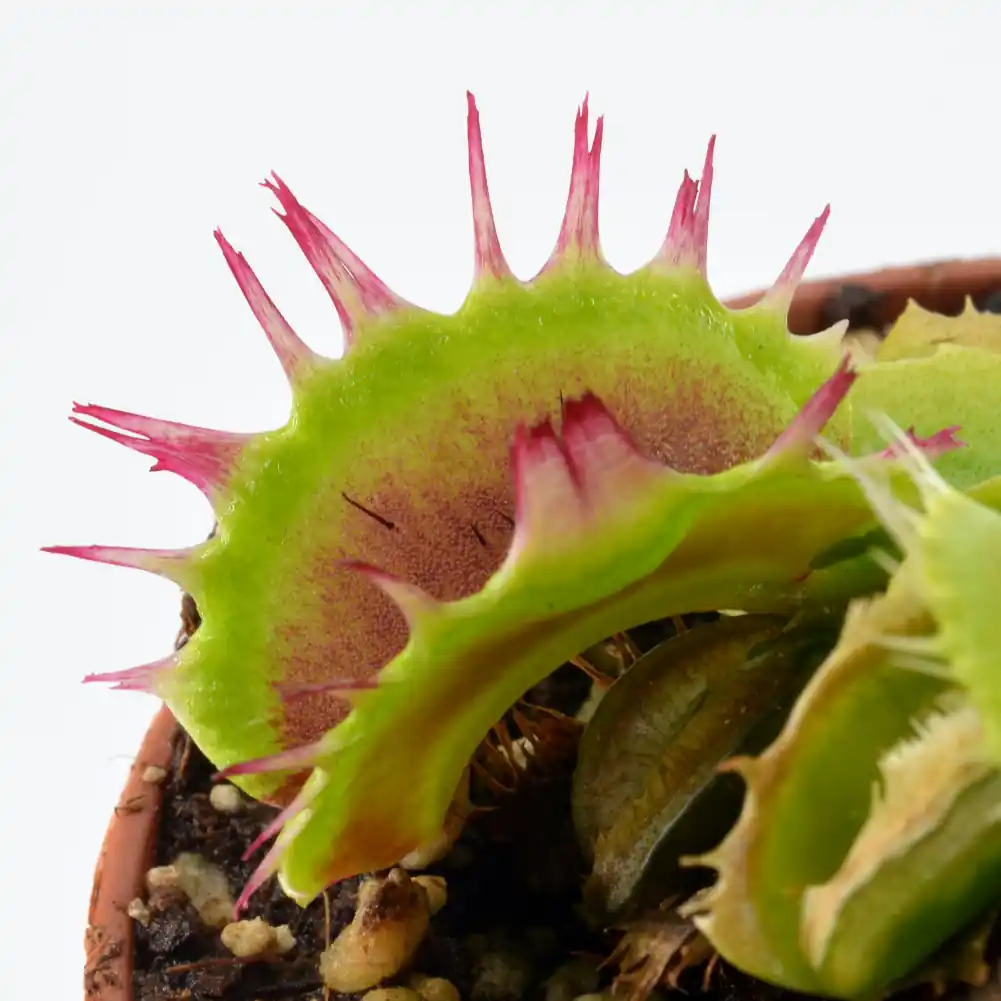 Venus Fly Trap Fuzzy Tooth