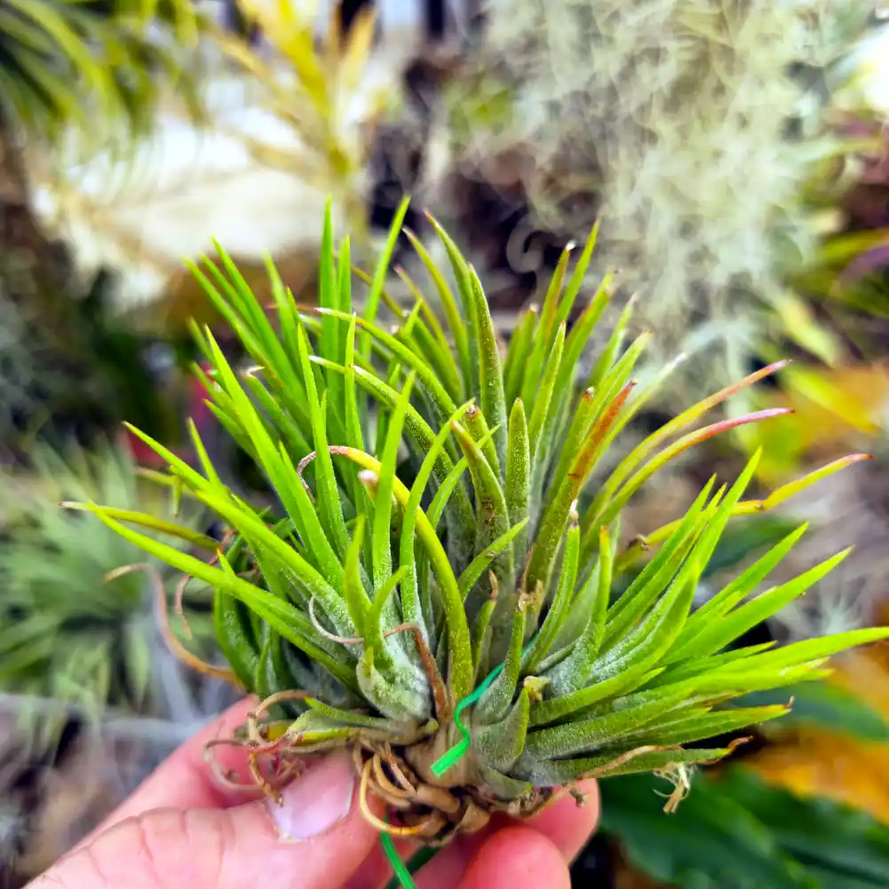 Ionantha Grace