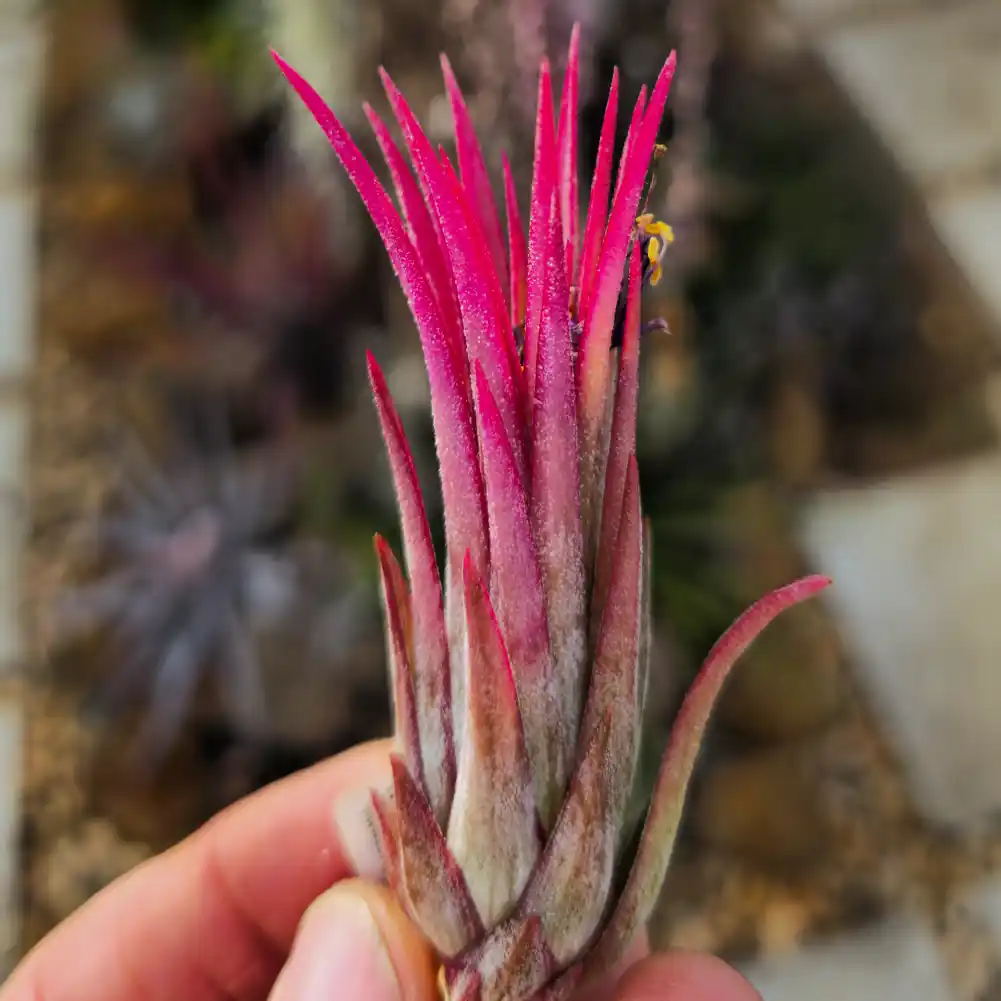 Ionantha Grace