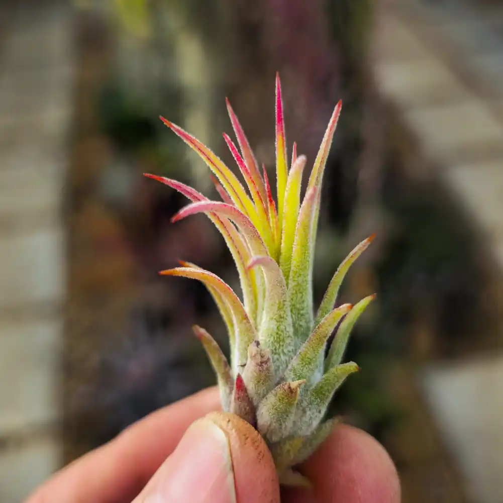 Ionantha Grace