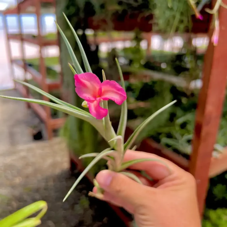 Tillandsia Mystic Trumpet