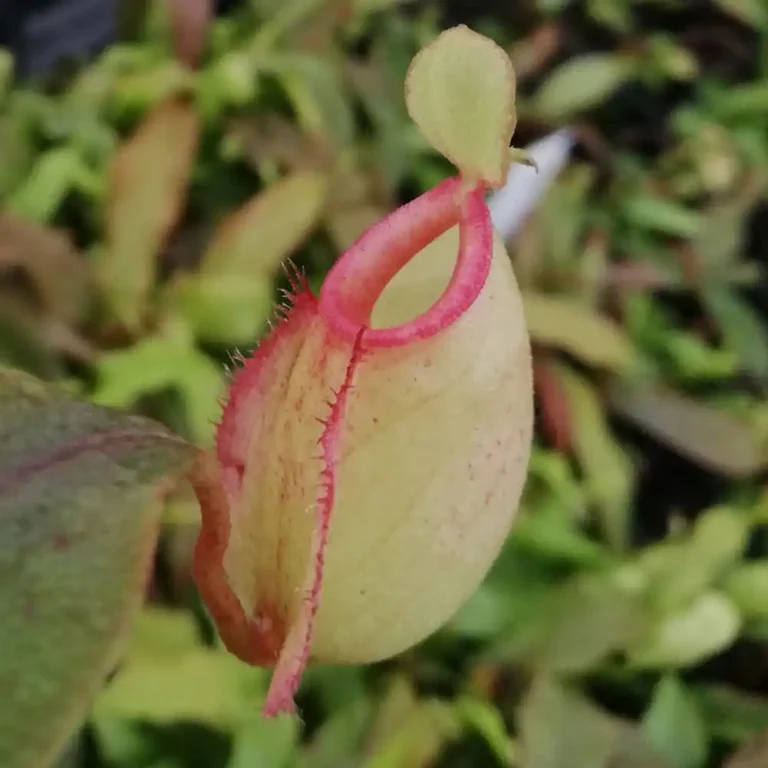 Nepenthes Pink Lipstick