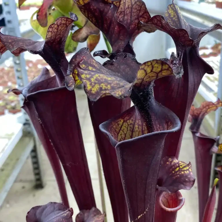 Sarracenia Atropurpurea