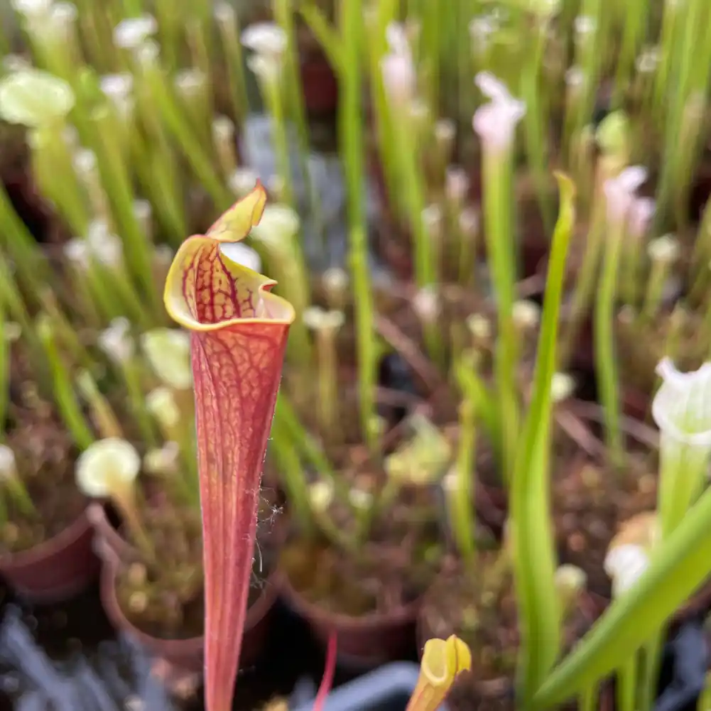 Sarracenia Claret