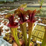 Sarracenia Magma
