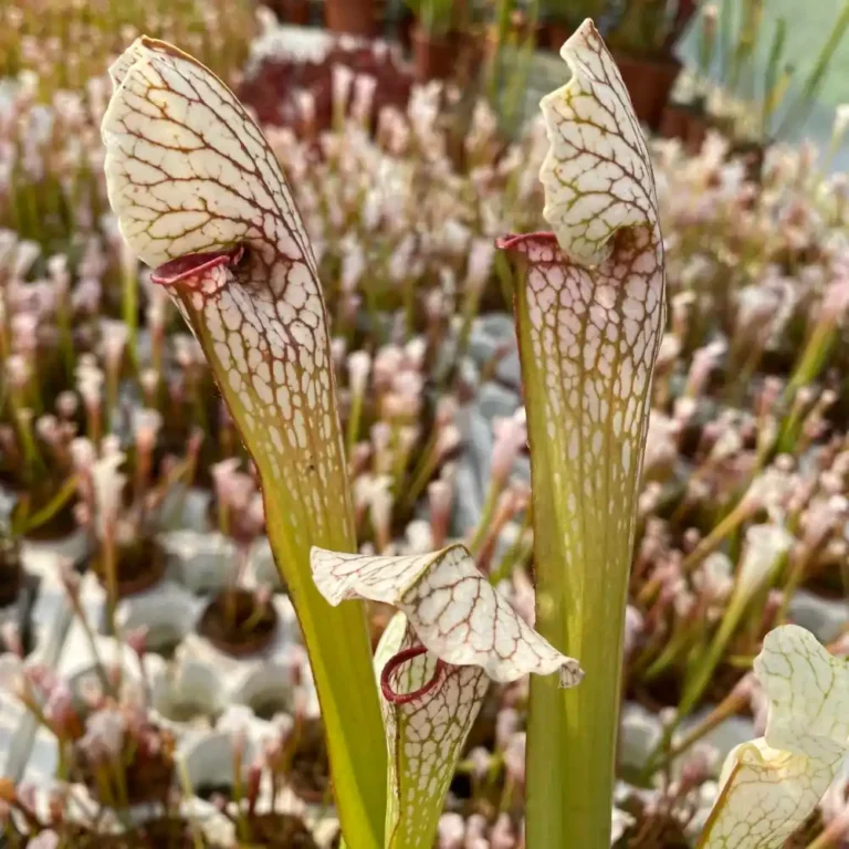 Sarracenia Pseudo Judy