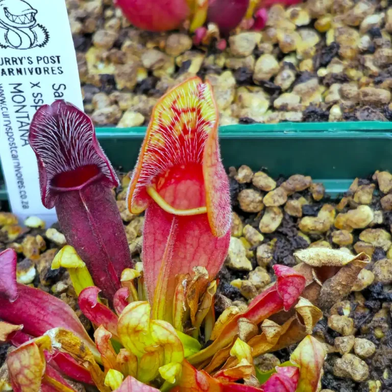 Sarracenia Purpurea x Montana