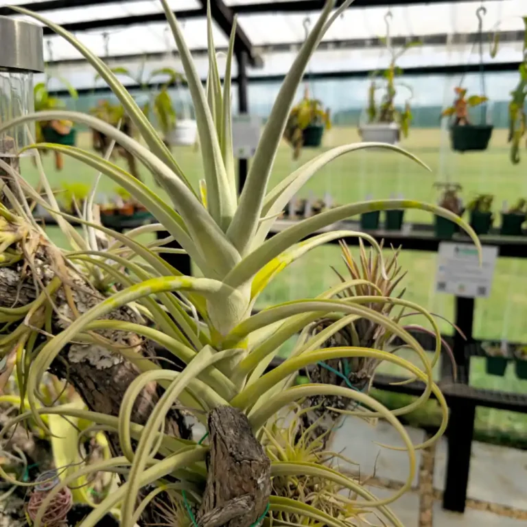 Tillandsia Duratii x Ixioides