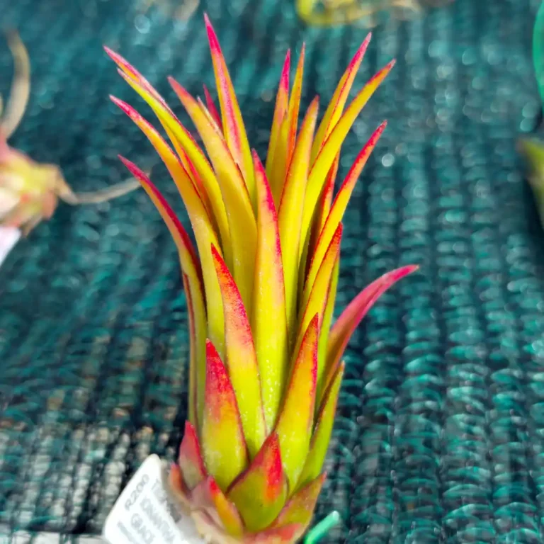 Tillandsia Ionantha Grace