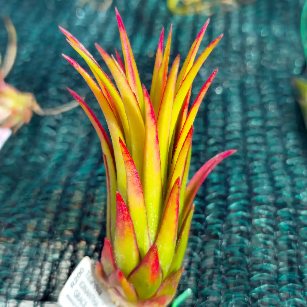 Tillandsia Ionantha Grace